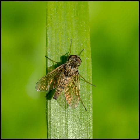 Predatory Snipe Fly