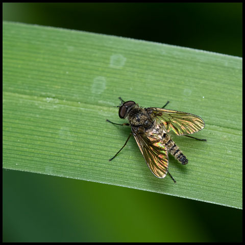 Predatory Snipe Fly