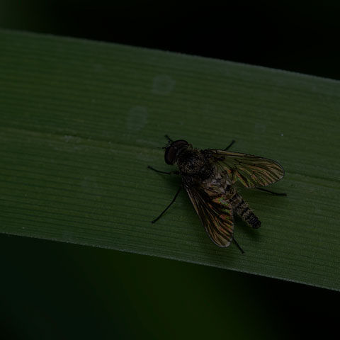 Predatory Snipe Fly