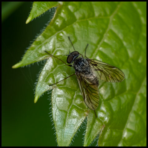 Predatory Snipe Fly