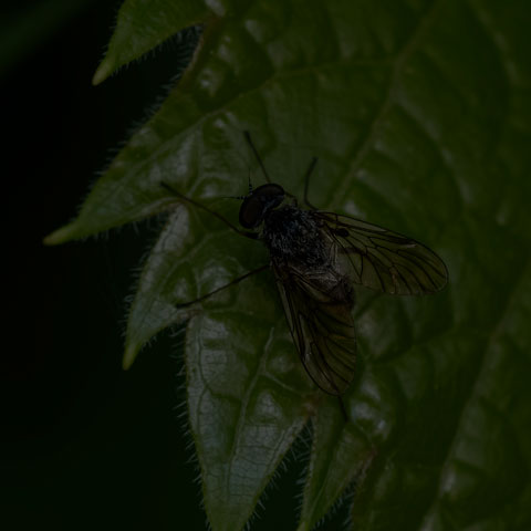 Predatory Snipe Fly