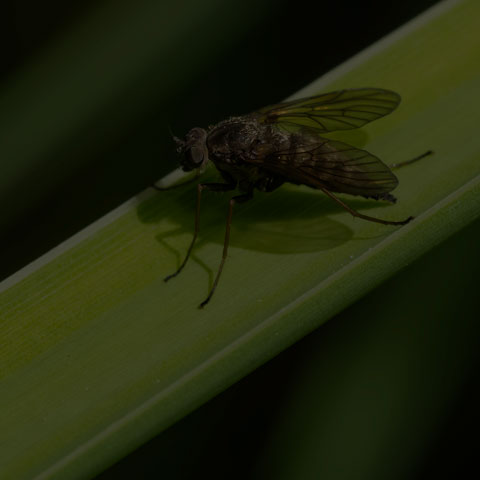Predatory Snipe Fly