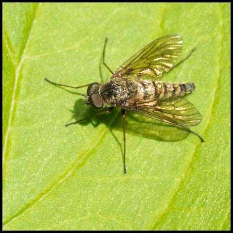 Predatory Snipe Fly
