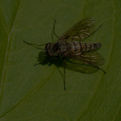Predatory Snipe Fly