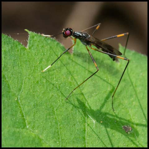 Antenna-foot Stilt-legged Fly