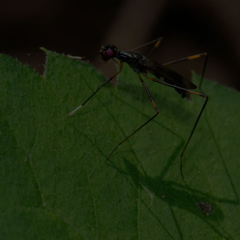 Antenna-foot Stilt-legged Fly