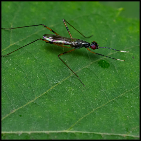 Antenna-foot Stilt-legged Fly