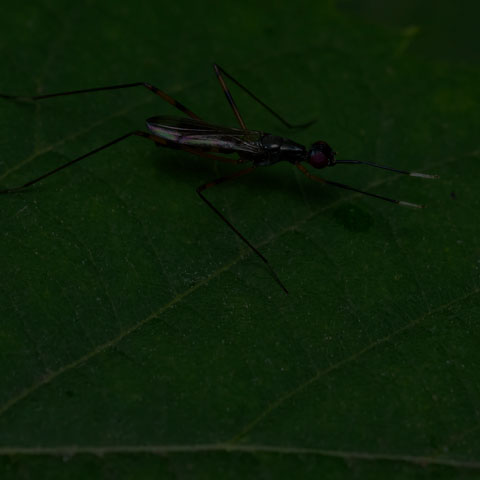 Antenna-foot Stilt-legged Fly