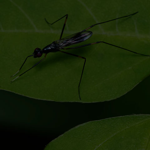 Antenna-foot Stilt-legged Fly