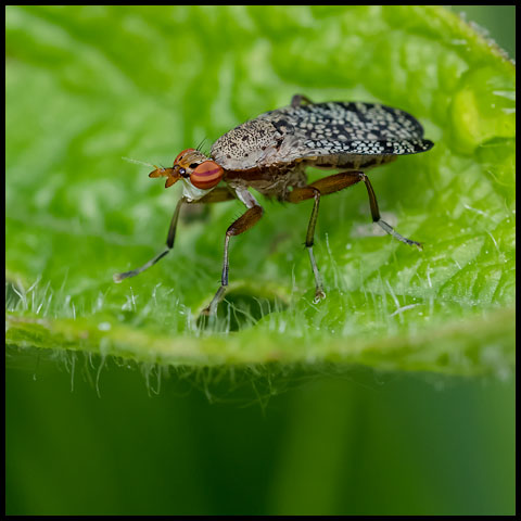 Arched Marsh Fly