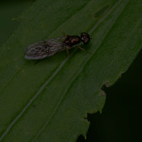 Clouded Centurion Fly