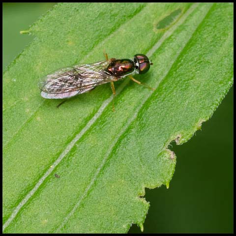 Clouded Centurion Fly