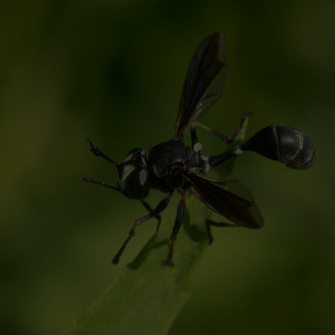 Common Eastern Physocephala
