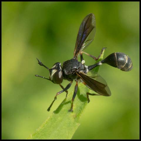 Common Eastern Physocephala