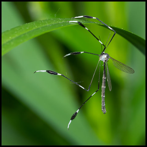 Eastern Phantom Crane Fly