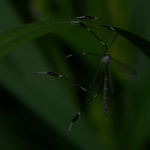 Eastern Phantom Crane Fly