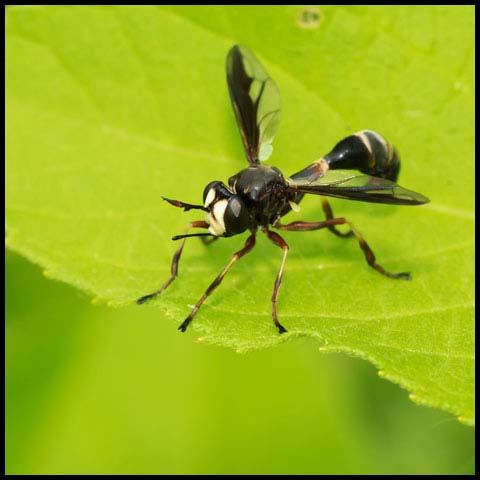 Thick-headed Fly
