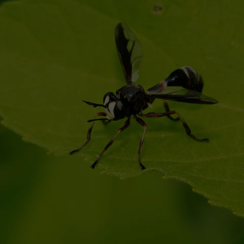 Thick-headed Fly