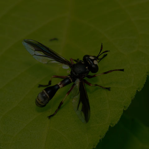 Thick-headed Fly