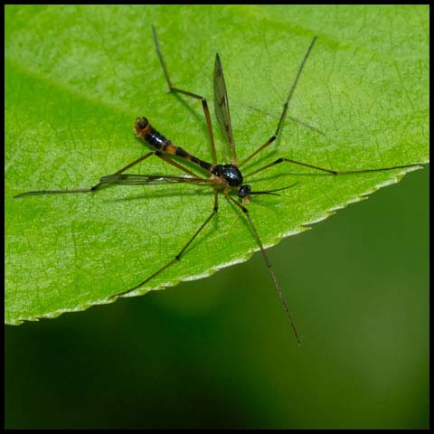 Four-striped Phantom Crane Fly