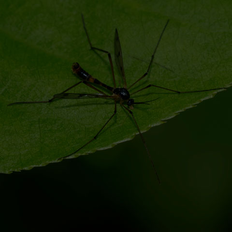 Four-striped Phantom Crane Fly