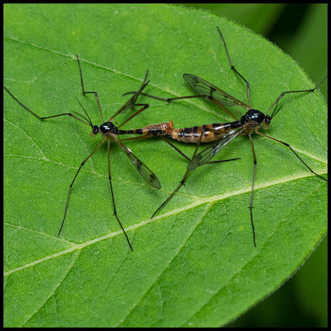 Four-striped Phantom Crane Fly