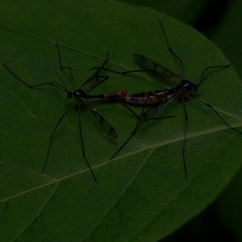 Four-striped Phantom Crane Fly