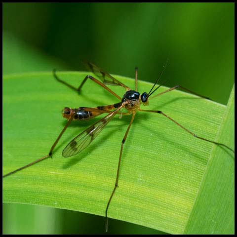 Four-striped Phantom Crane Fly