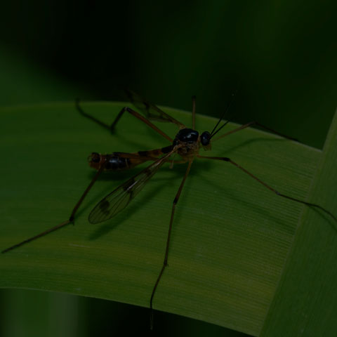 Four-striped Phantom Crane Fly