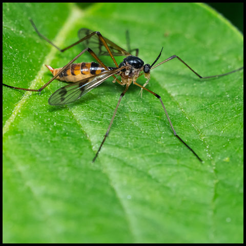 Four-striped Phantom Crane Fly