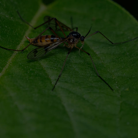 Four-striped Phantom Crane Fly