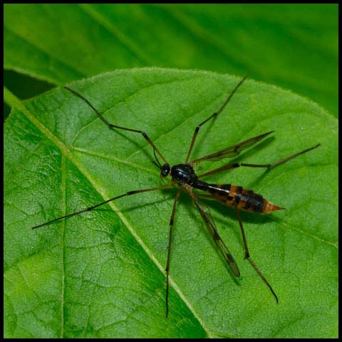 Four-striped Phantom Crane Fly