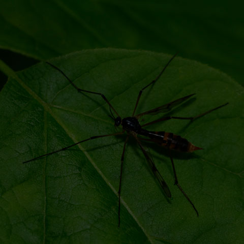 Four-striped Phantom Crane Fly