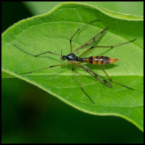 Four-striped Phantom Crane Fly