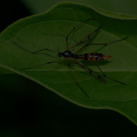 Four-striped Phantom Crane Fly