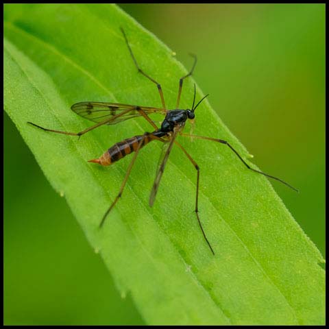 Four-striped Phantom Crane Fly