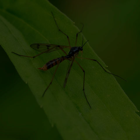 Four-striped Phantom Crane Fly