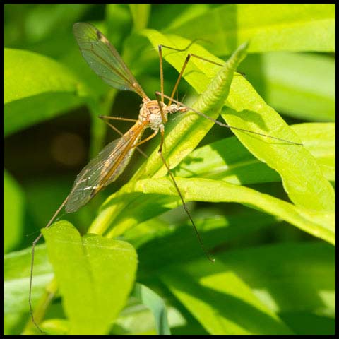 Large Crane Fly