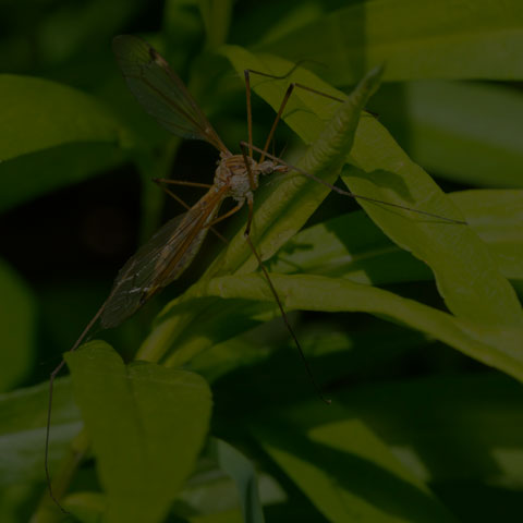 Large Crane Fly