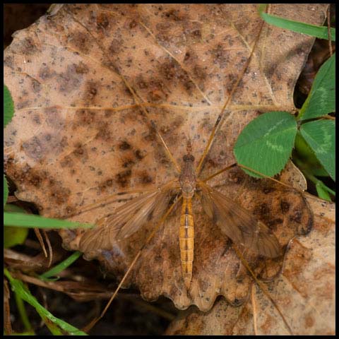 Large Crane Fly