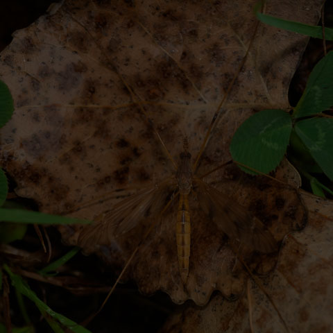 Large Crane Fly