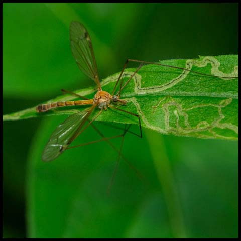 Large Crane Fly