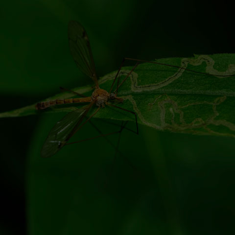 Large Crane Fly