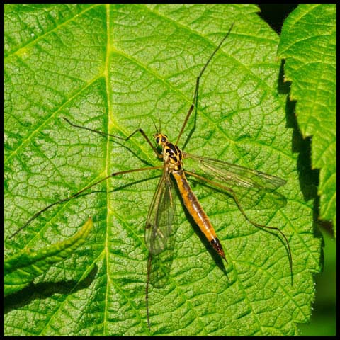 Large Crane Fly