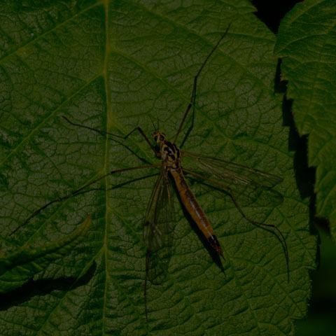 Large Crane Fly