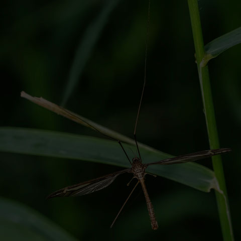 Large Crane Fly