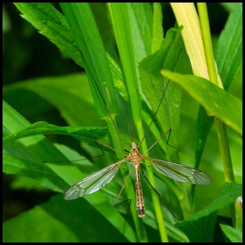 Large Crane Fly