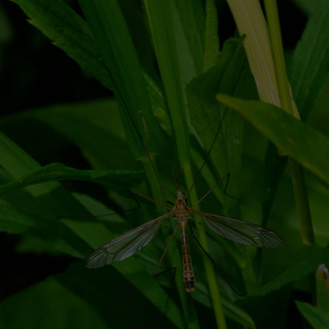 Large Crane Fly
