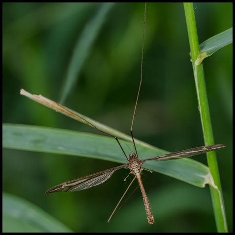 Large Crane Fly