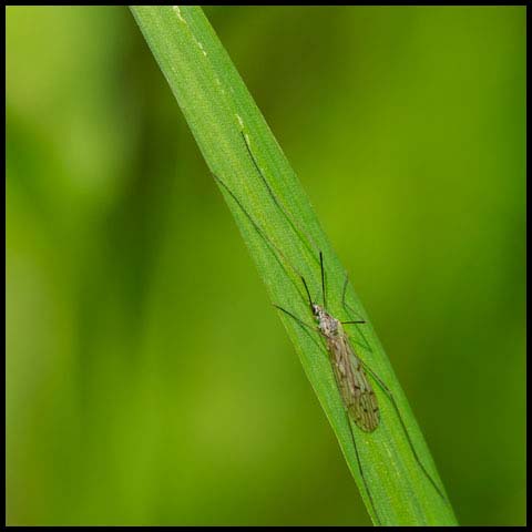 Limoniid Crane Fly
